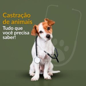 Castração de animais: tudo o que você precisa saber