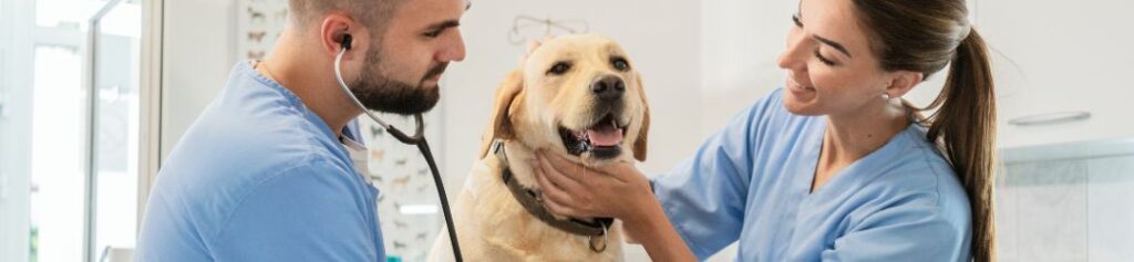 atendimento veterinário em americana