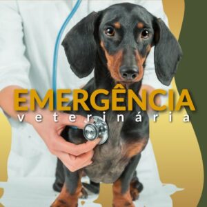 Emergência Veterinária: O Que Fazer em Situações Críticas